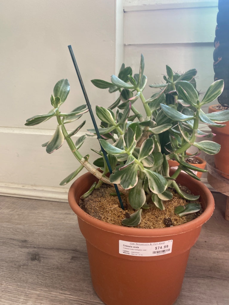Crassula ovata 'Variegated Jade' (#628497008)