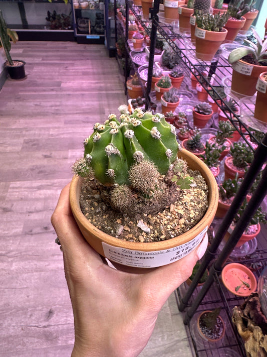 Echinopsis oxygona (#161875928)