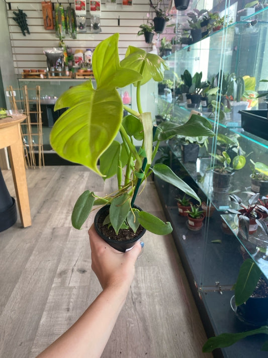 Philodendron Bipennifolium Aurea (#113692226)