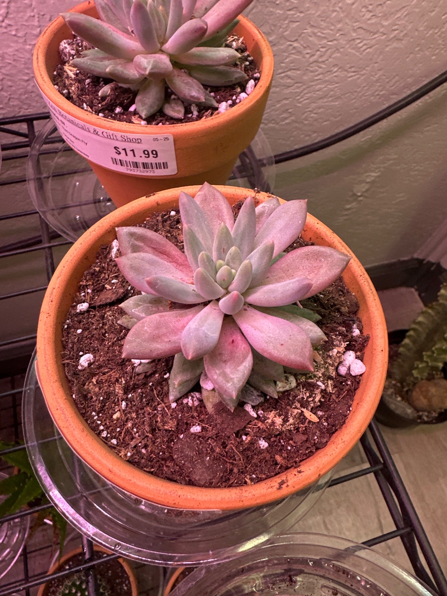 Echeveria cv. 'Red Dragon Fly' (#975301007)