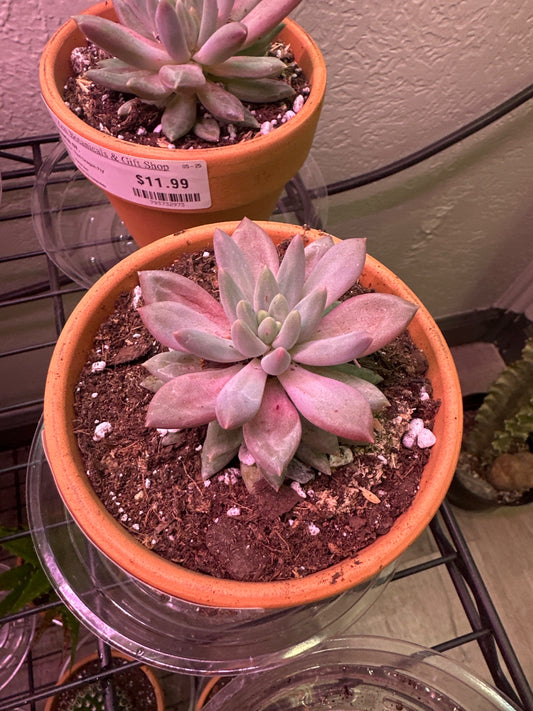 Echeveria cv. 'Red Dragon Fly' (#975301007)