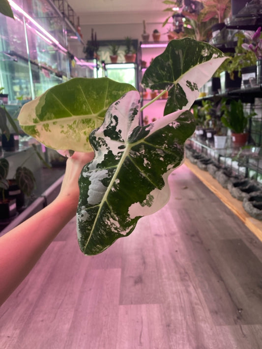 Alocasia Frydek 'variegated' (#549310209)