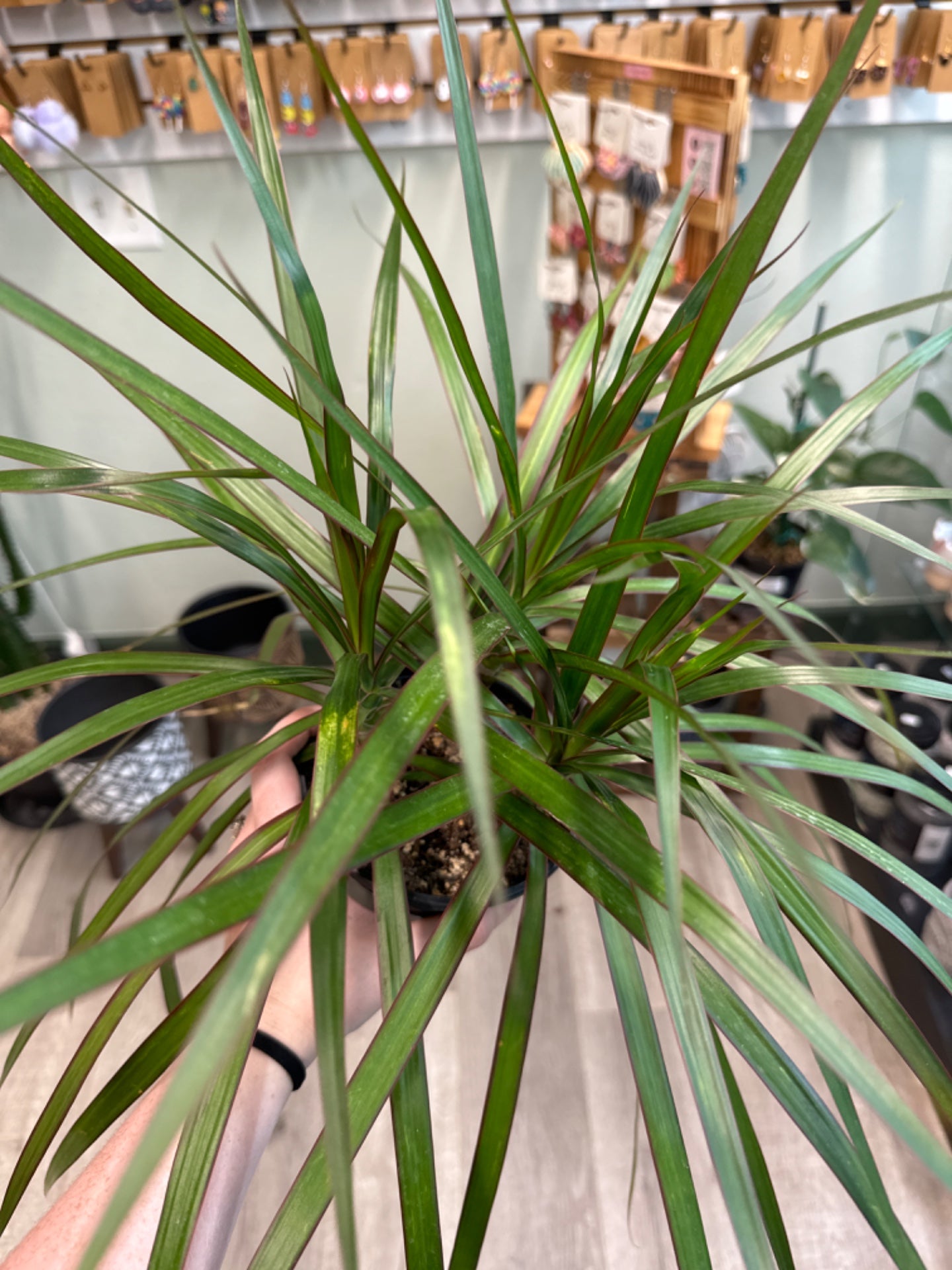 Dracaena spp. (5" Nursery Pot) [ID #50930356]