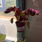 Pilea involucrata 'norfolk' (#127615484)