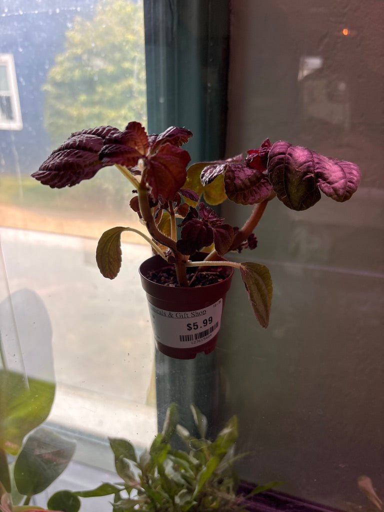 Pilea involucrata 'norfolk' (#127615484)