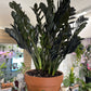 Zamioculcas Zamiifolia 'Raven' (#917039538)