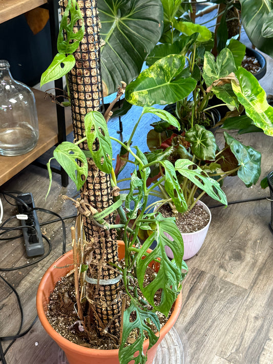 Monstera Adansonii 'indo mint mother' (#571896444)