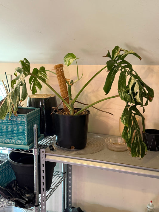 Monstera Deliciosa 'Albo' (#065799982)