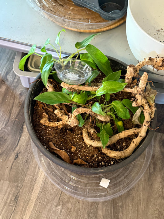 Philodendron Painted lady (#069456430)