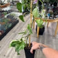 Epipremnum Aureum 'Marble Queen' (#989525573)