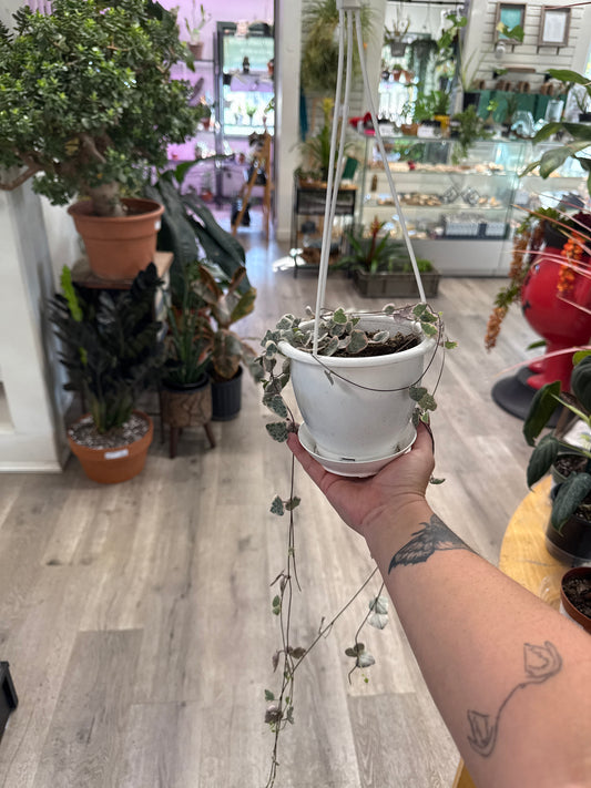 Ceropegia Woodii 'String of Hearts Variegated' (#746227254)