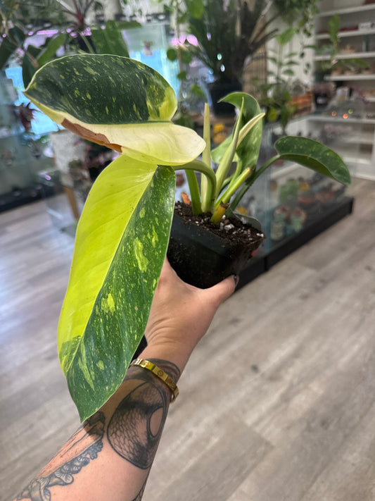 Philodendron Erubescens 'Green Congo Nuclear' (#476839472)