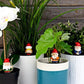 NAUGHTY GNOMES PLANTERS