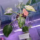 Philodendron giganteum variegata ‘blizzard’ [ID# 10460429]